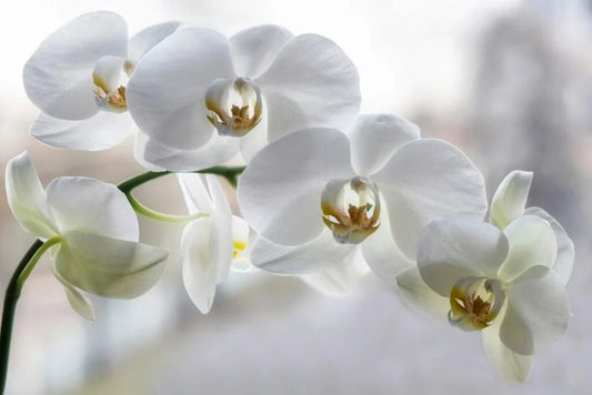 White Phalaenopsis Orchid Blooming size