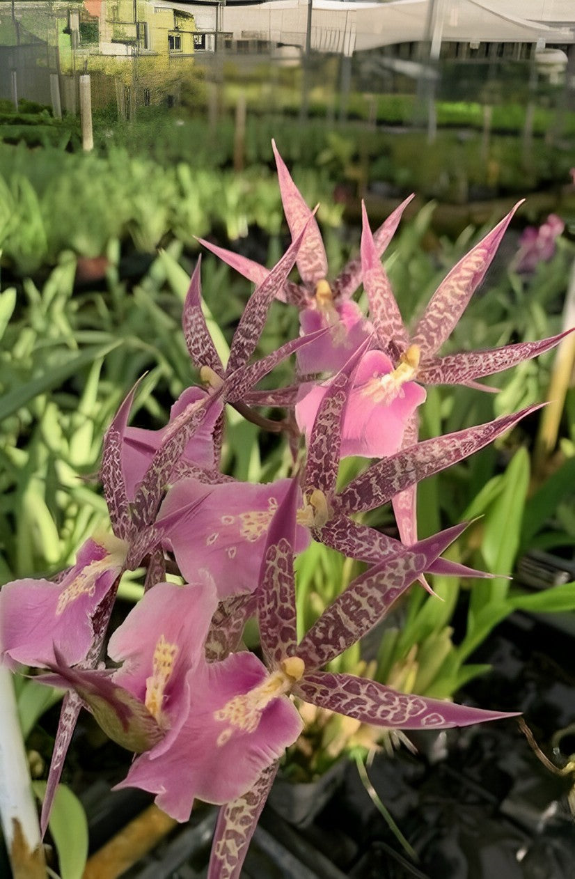 Miltassia C.M. Fitch ‘Izumi’ – Exotic Spider Orchid - Aloha Hawaii Orchids