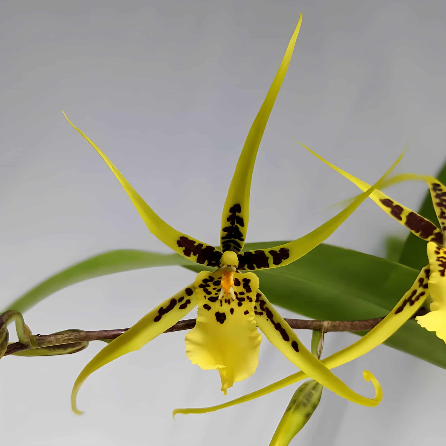 Brassidium Gilded Urchin ‘Ontario’ orchid with star-shaped yellow and brown blooms – spider orchid hybrid – Hawai‘i grown