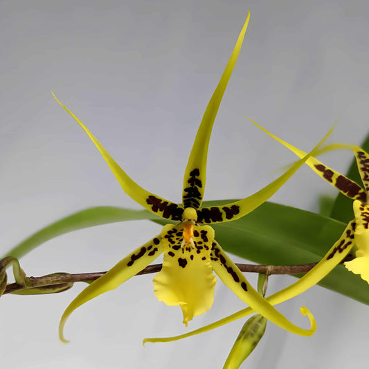 Brassidium Gilded Urchin ‘Ontario’ orchid with star-shaped yellow and brown blooms – spider orchid hybrid – Hawai‘i grown