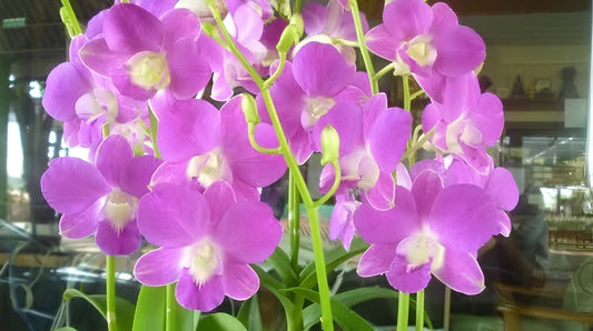 Dendrobium Goddess of Love Orchid – Live Dendrobium Orchid Plant, Blooming Size