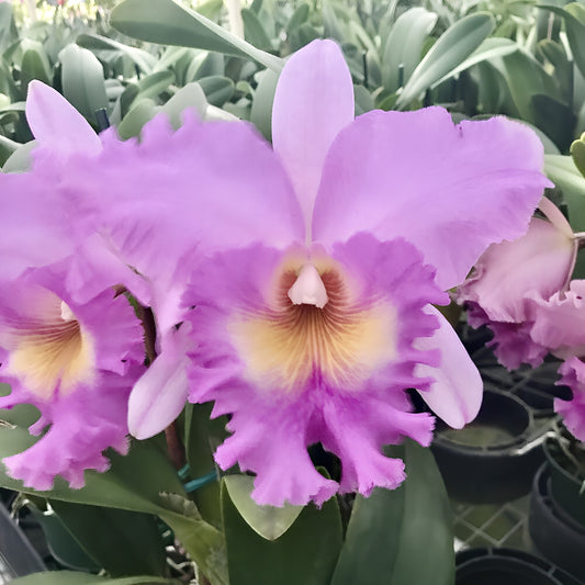 Cattleya Griprathum Pink X Mahina Yahiro Comes in 4" Pot