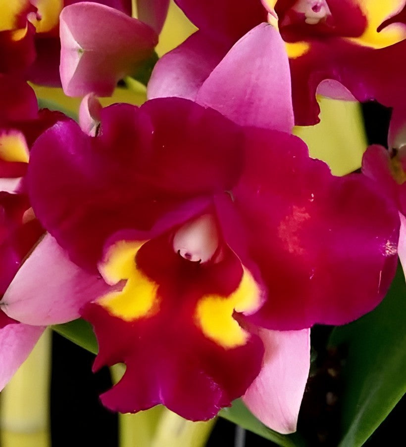 Rth Nonthaburi Fancy x Rlc Chomthong Beauty Comes in 4"