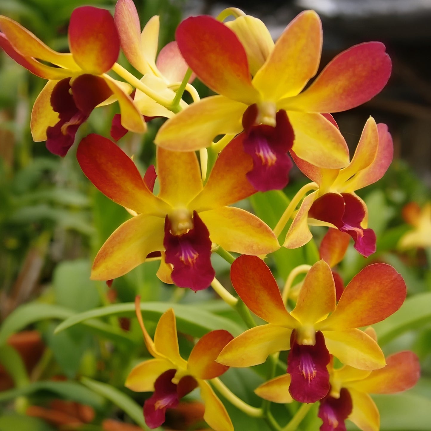 Dendrobium Gift by God Comes in 4" Pot