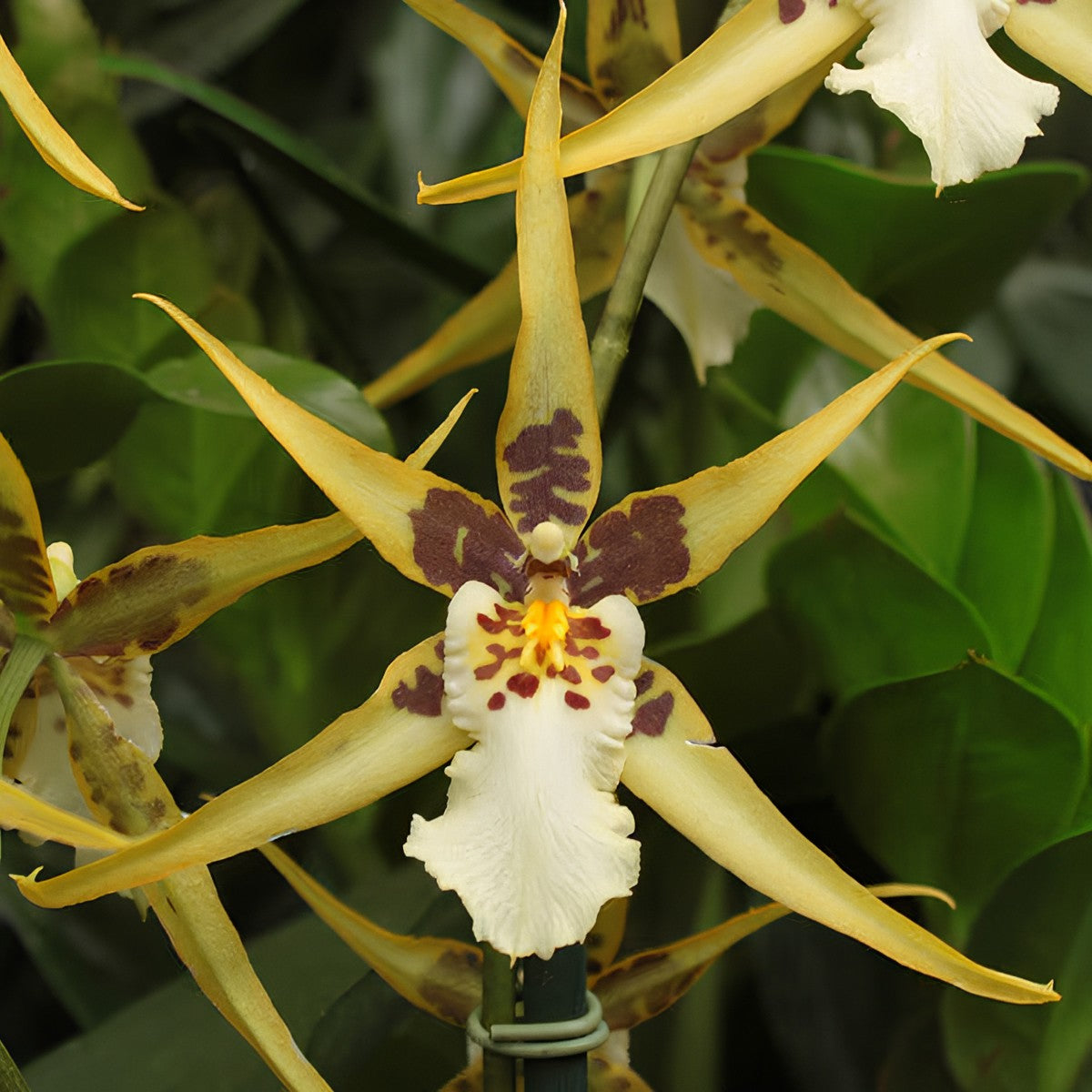 Orchid Maclellanara Yellow Star ‘Golden Gambol’ Tropical Live Plants