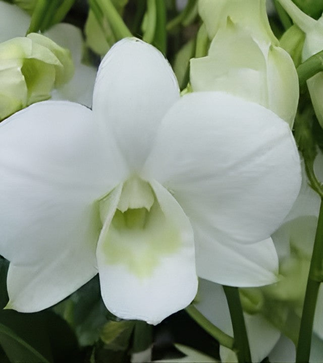Dendrobium Burana White Orchid Comes in 4" Pot - Aloha Hawaii Orchids