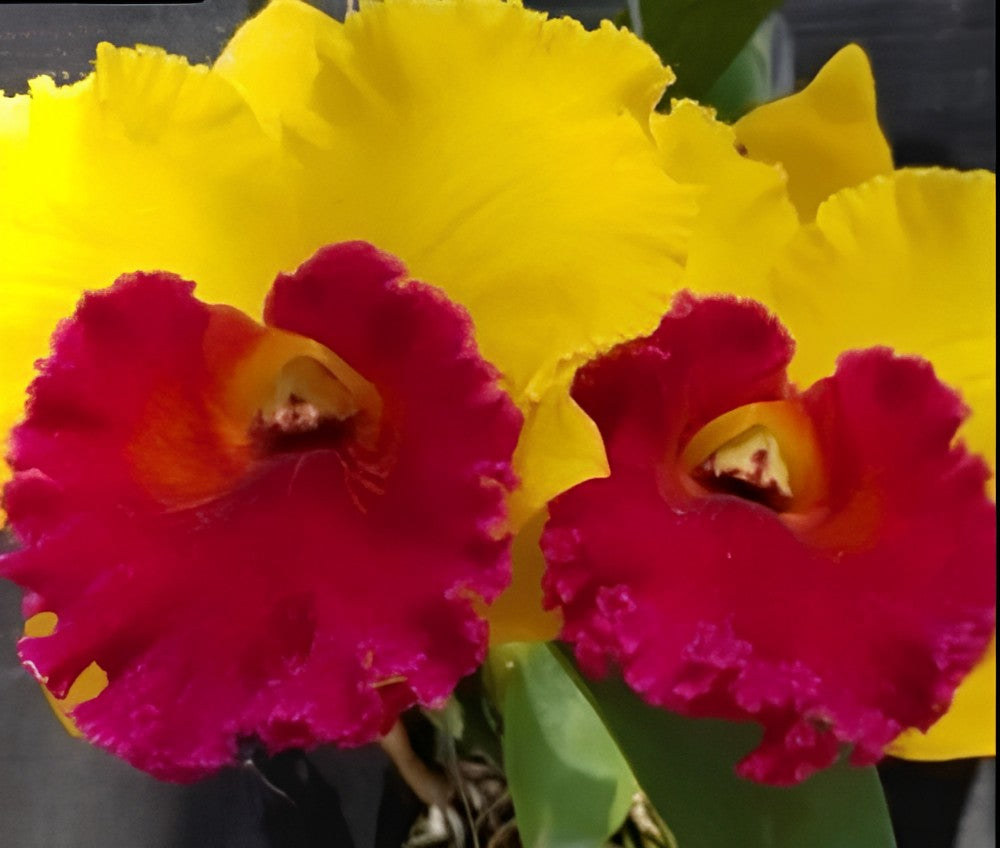 Cattleya Rlc Thongsuphan Gold x Rlc Suvarnabhumi Magic Orchid Comes in 4" Pot - Aloha Hawaii Orchids
