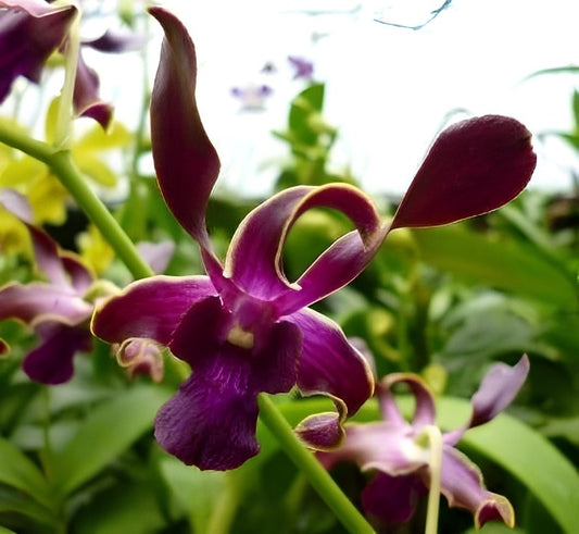 Dendrobium Sea Breeze Comes in 4" Pot