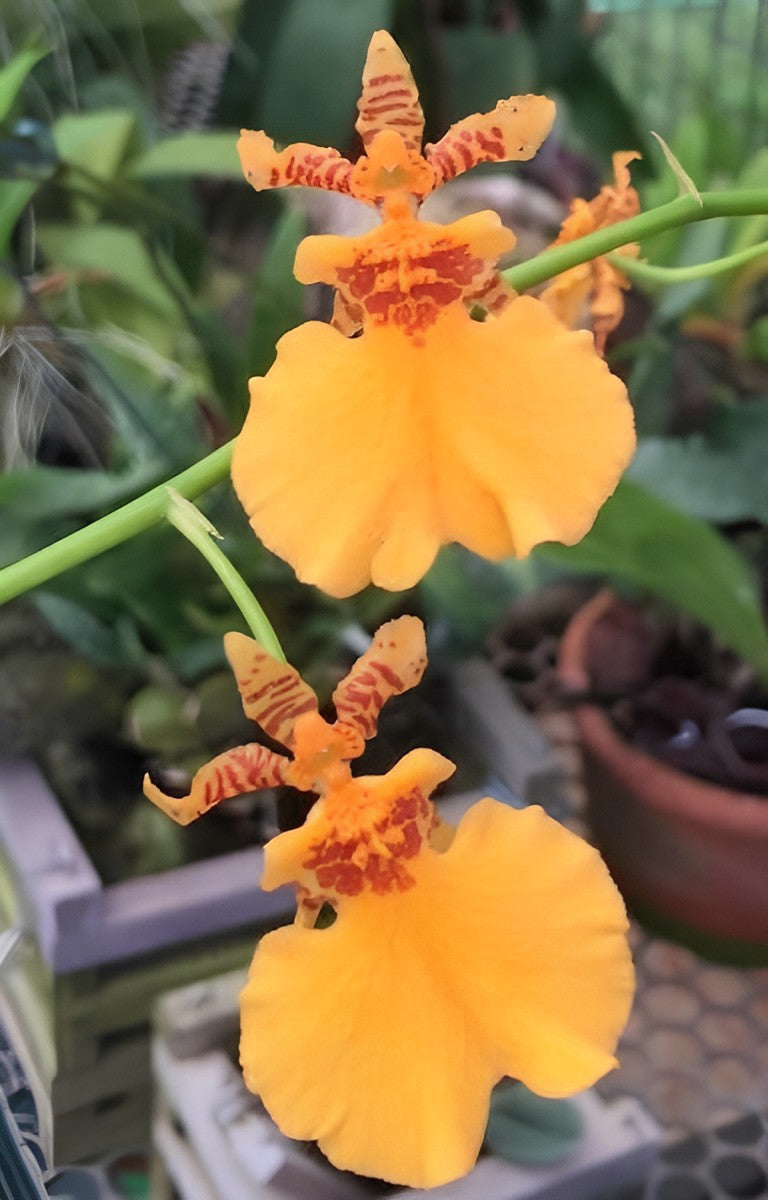Oncidium Dancing lady ‘Orange Delight’ Orchid 4" Pot Plant - Aloha Hawaii Orchids