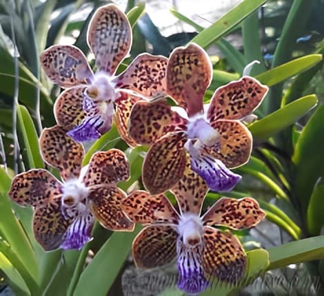 Papilionanda Ladda Fragrance ‘Alina’ – Fragrant Vanda- Rare Hybrid – Hawai‘i Grown - Comes in 4" Pot