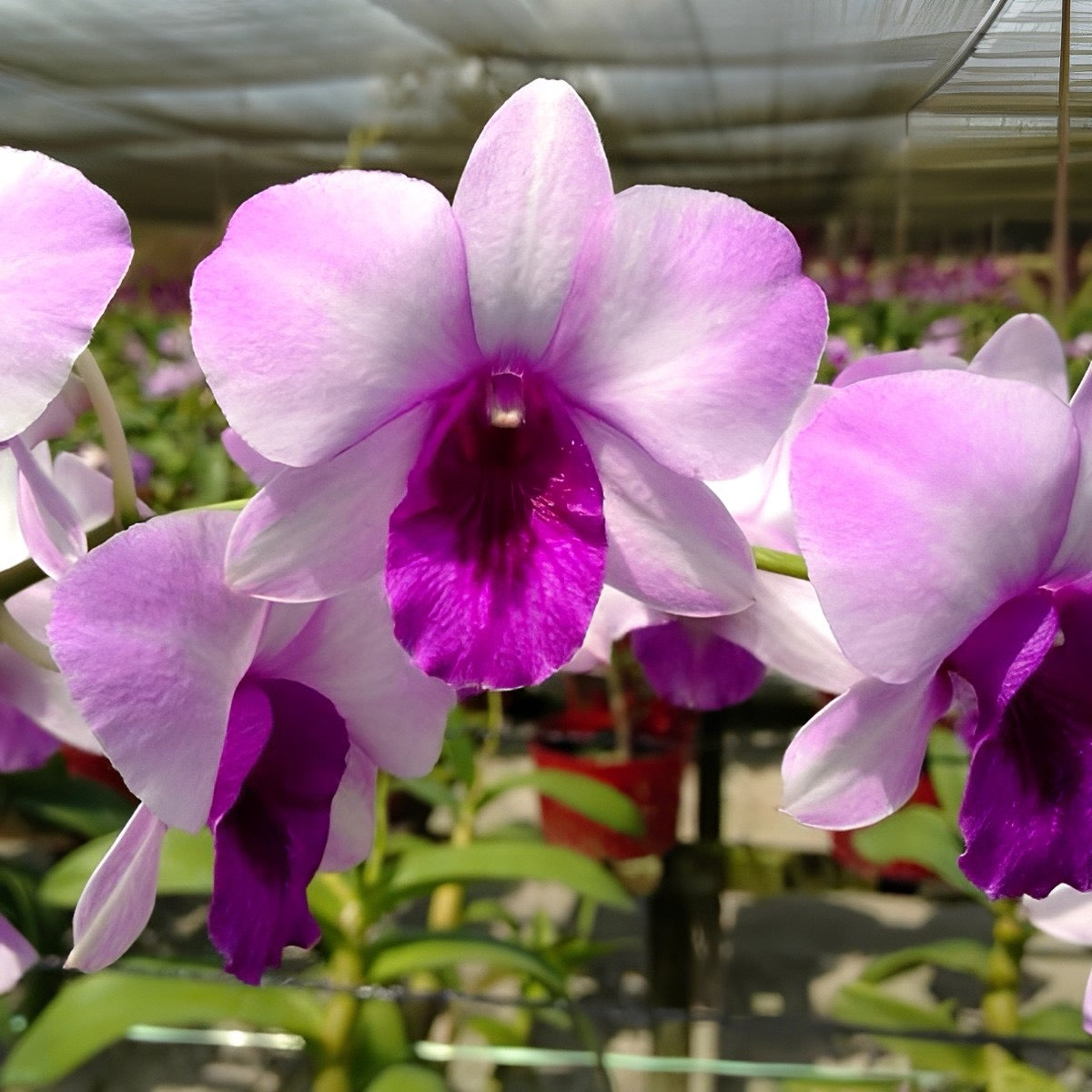 Dendrobium Ocean Blue Orchid Comes in 4" Pot - Aloha Hawaii Orchids