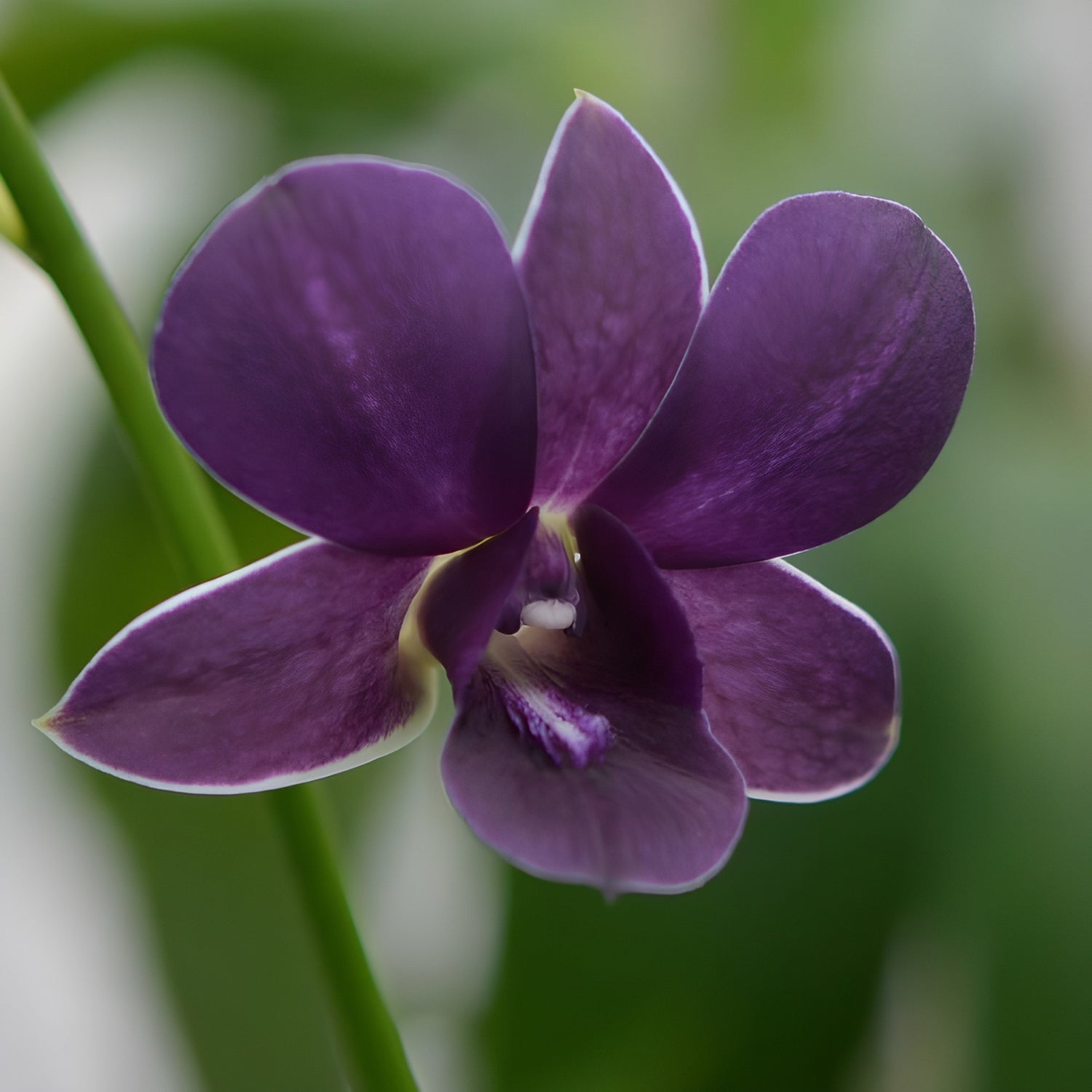Dendrobium Blue Siam Orchid from Hawaii
