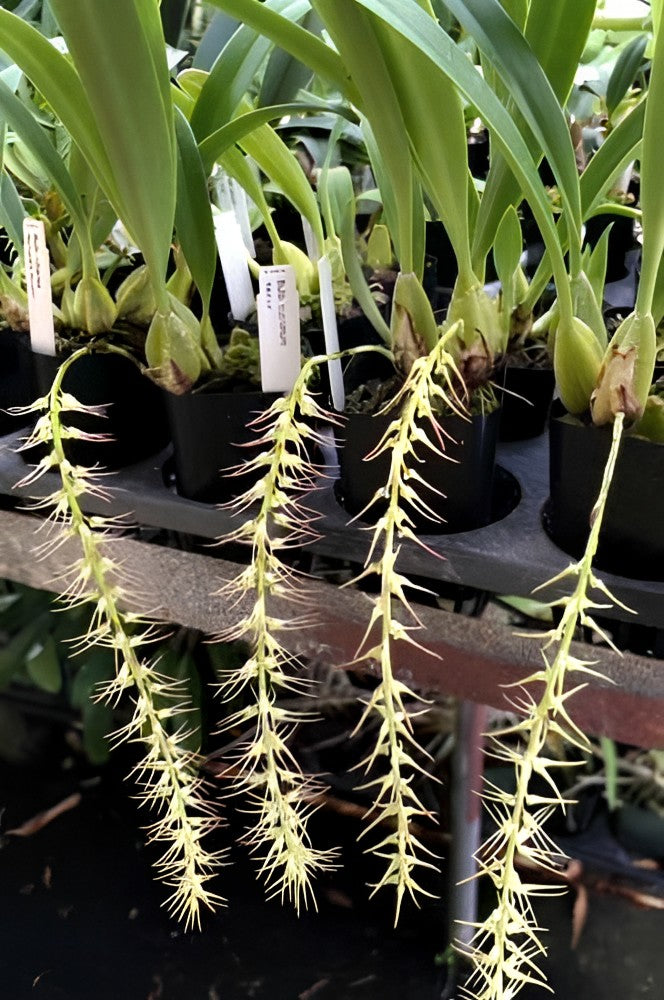 Bulbophyllum Cocoinum 'The Coconut Bulbophyllum' Coconut fragrance