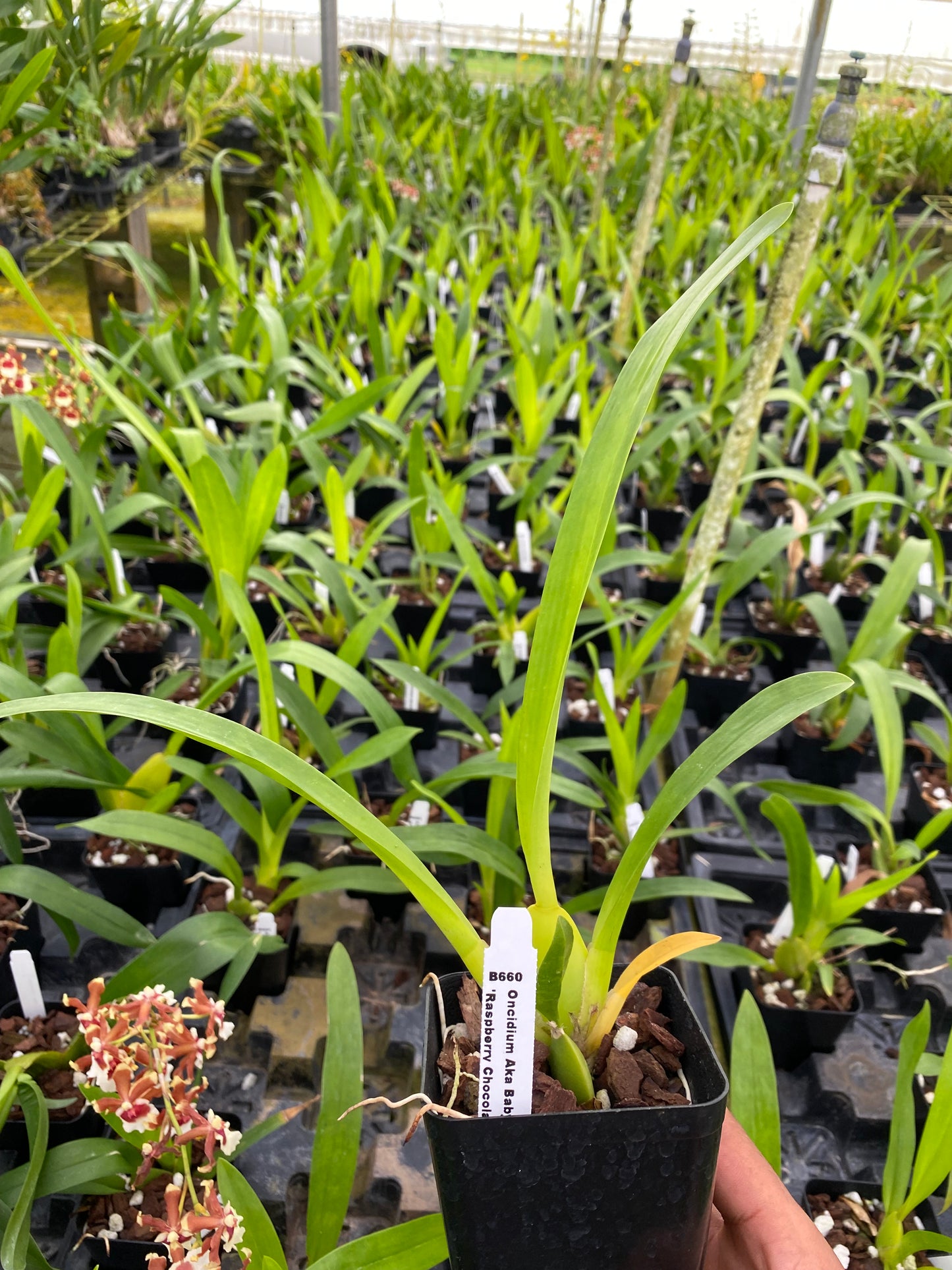 Oncidium Aka Baby 'Raspberry Chocolate' Comes in 4" Pot