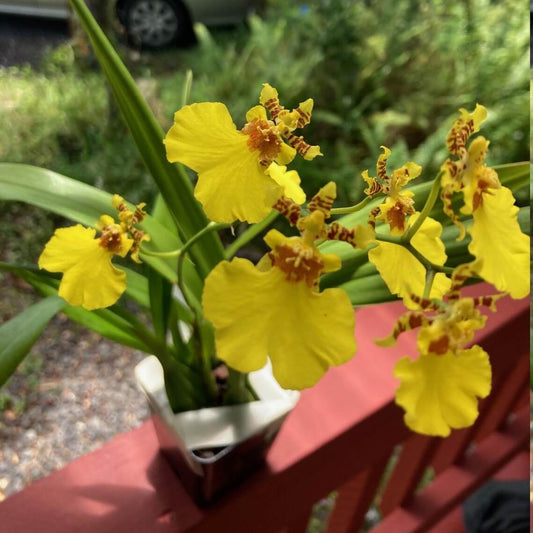 Orchid Dancing-lady Oncidium Gower Ramsey Live Plants