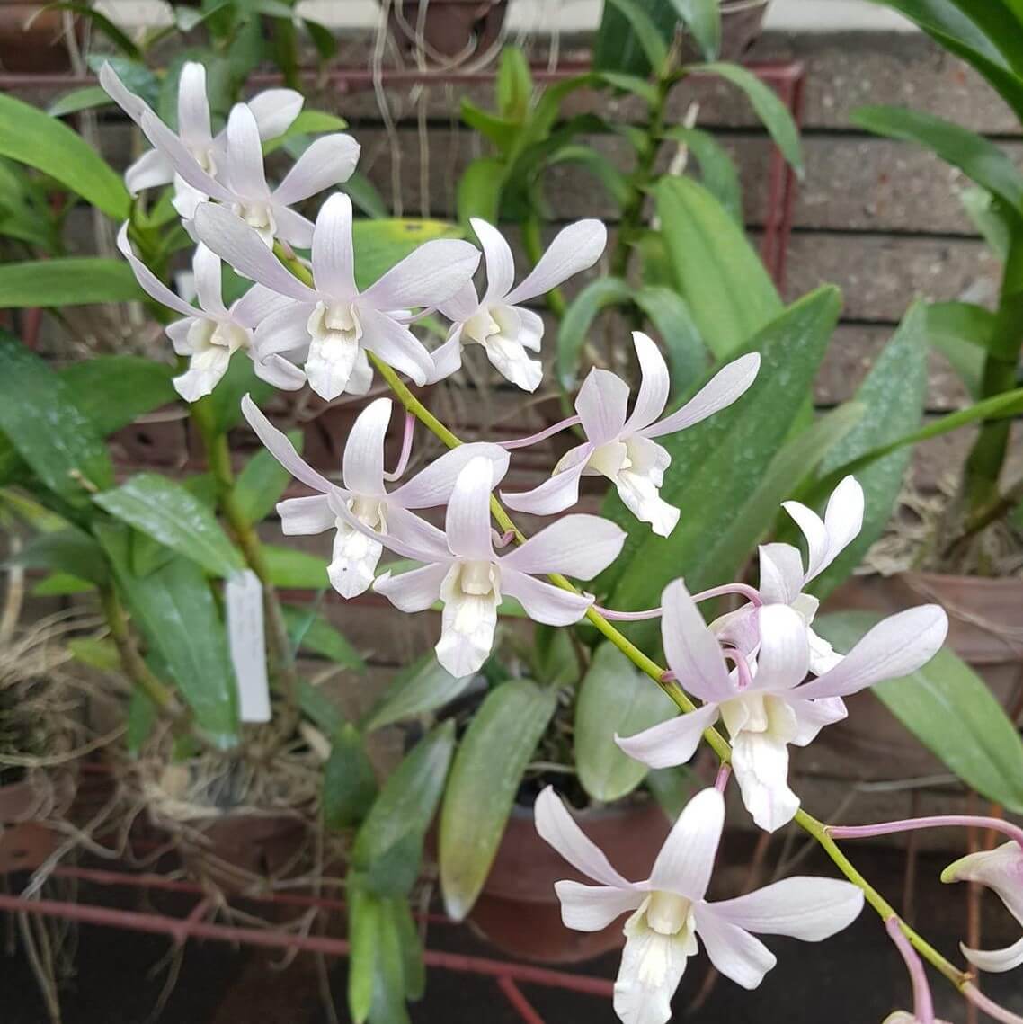 Orchid Dendrobium Jaquelyn Thomas'Uniwai Mist'4” blooming size White - Aloha Hawaii Orchids