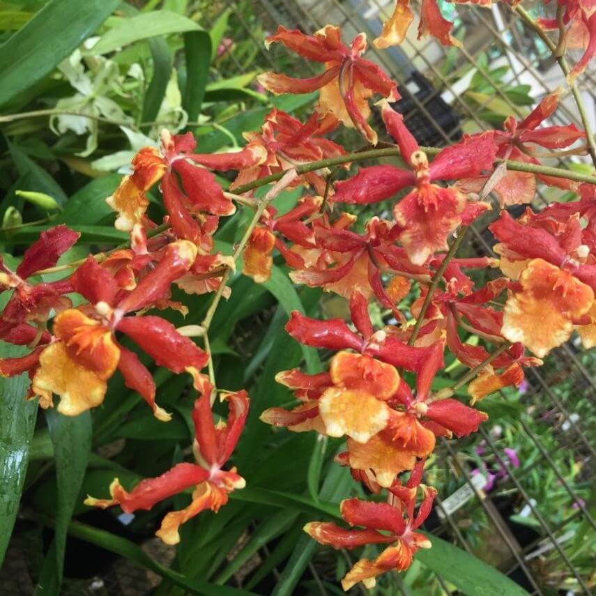 Orchid Odontocidium Sunny Daze ‘Hilo Bay’ Live Plants