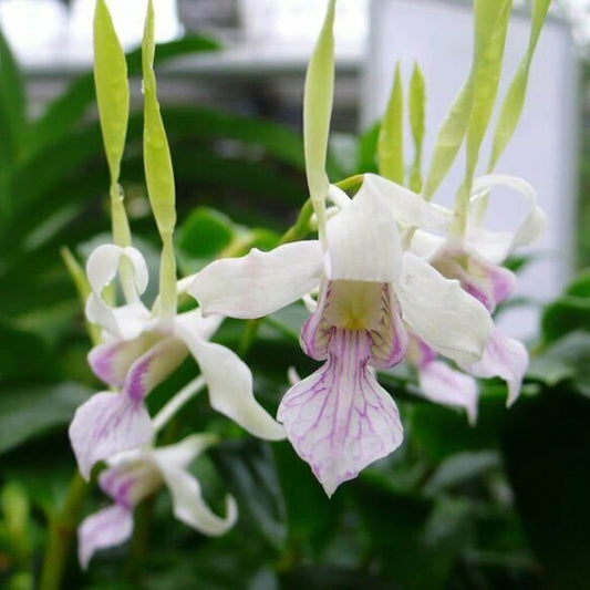 Orchid Dendrobium Antennatum Antelope New Guinea Spikes Fragrant Scent 3" Pot