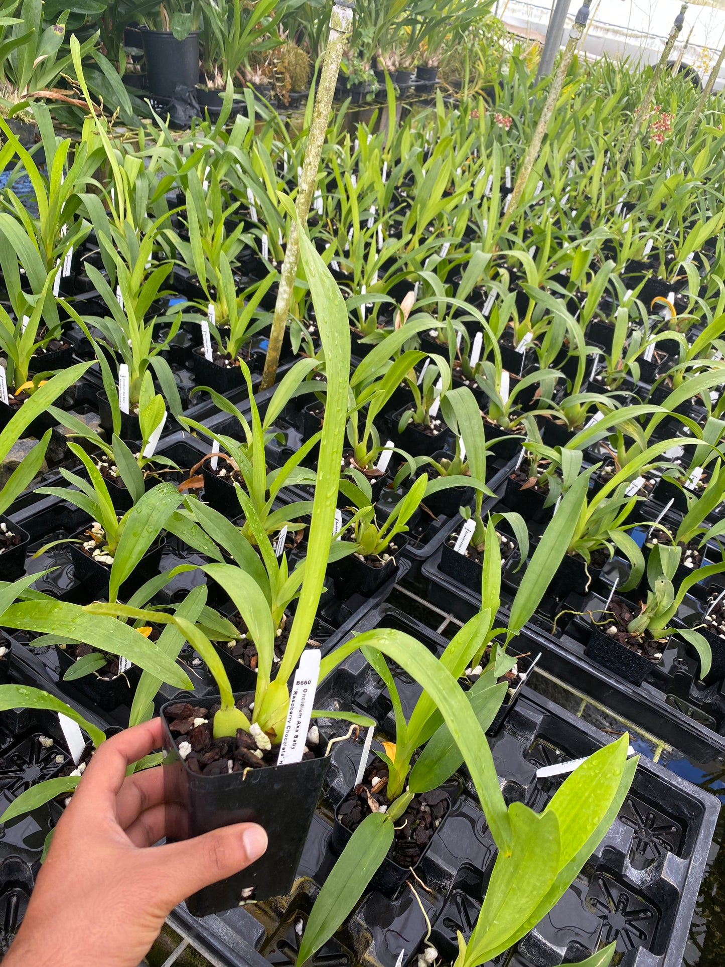 Oncidium Aka Baby 'Raspberry Chocolate' Comes in 4" Pot