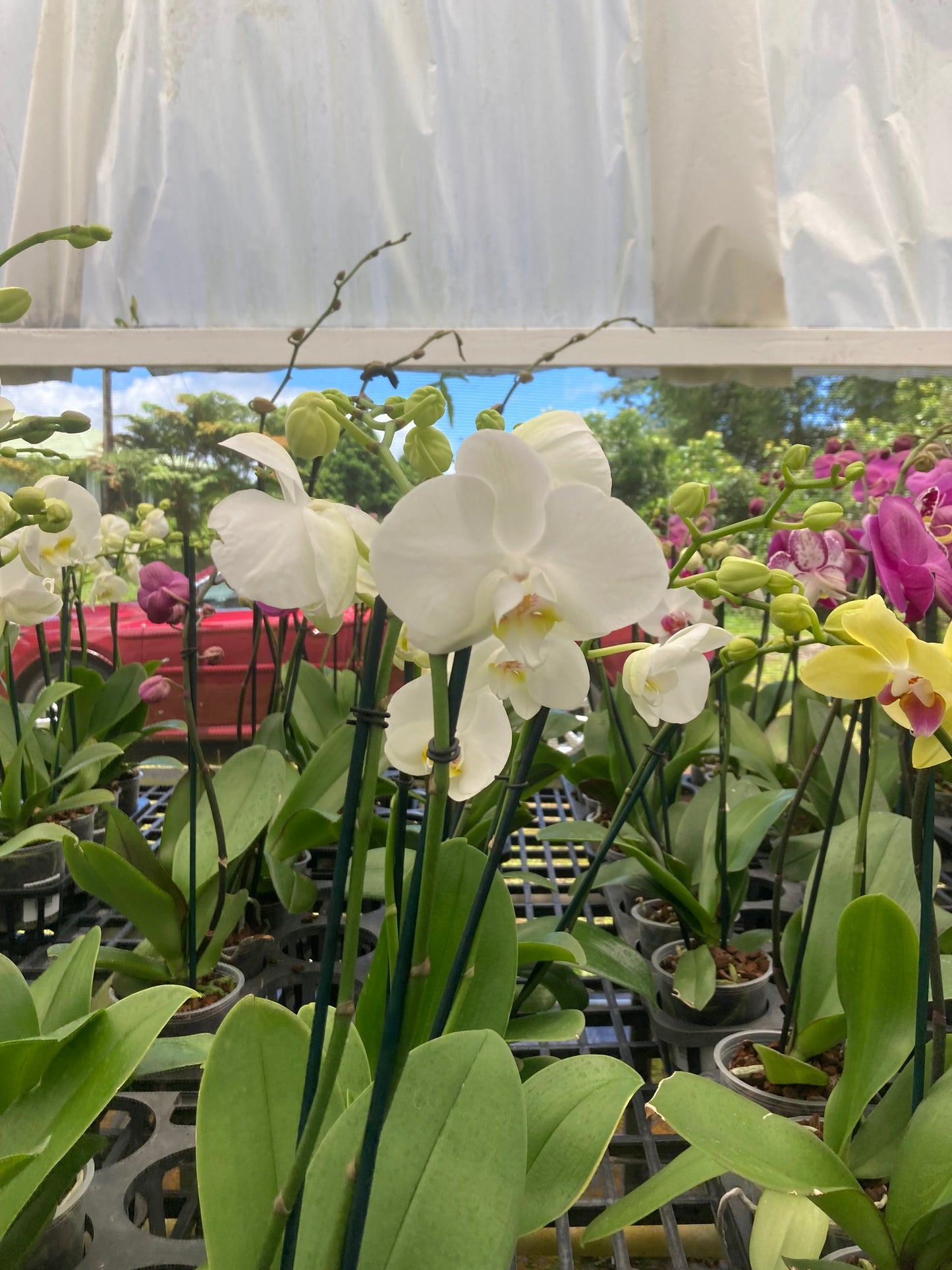 White Phalaenopsis Orchid Blooming size