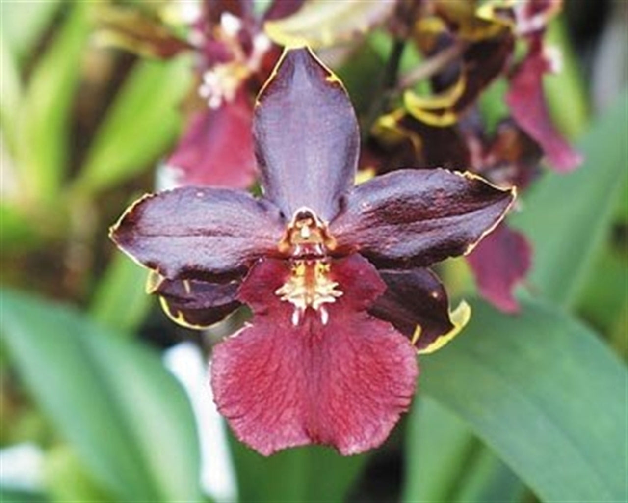 Odontocidium Wildcat ‘ Bobcat ‘ Orchid Comes in 4" Pot From Hawaii