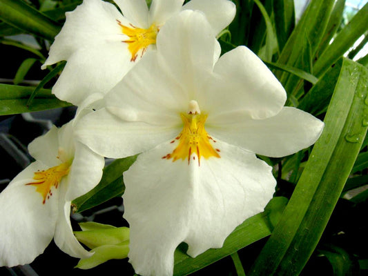 Miltoniopsis Sunglow ‘Amazing’ Easy to grow, White flowers, Fragrant From Hawaii