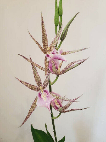 Orchid Miltassia C.M. Fitch ‘Izumi’ Live Plant