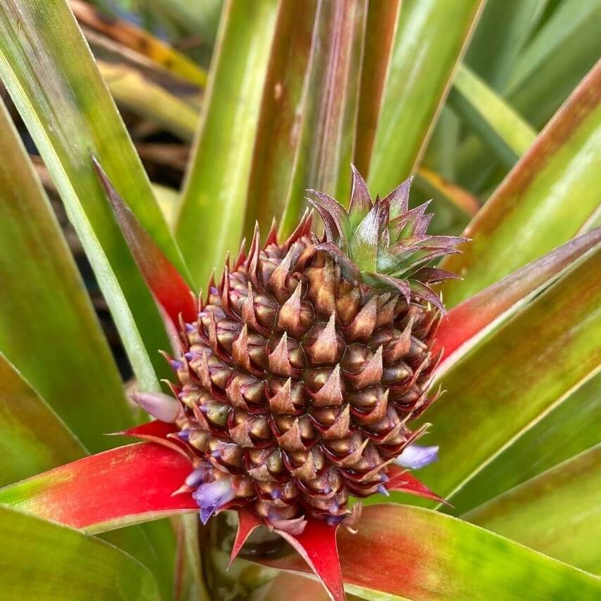 White Pineapple - White Hawaiian Pineapple Non Acidic Super Sweet Comes in 4" Pot