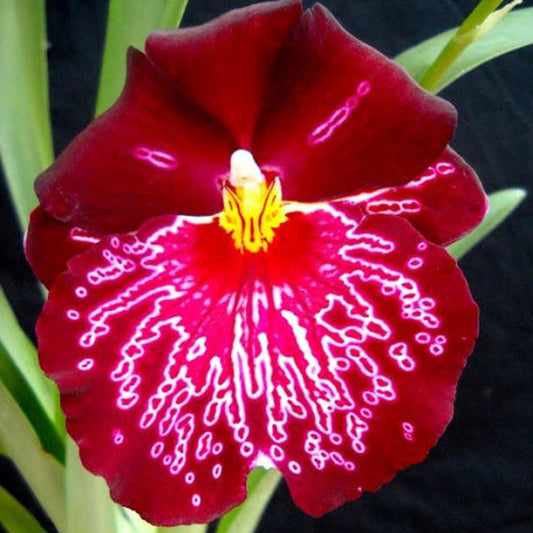 Orchid Miltoniopsis Bert Field 'Leash' Live plants