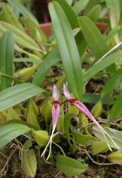 Bulb Biflorum Comes in 4" Pot