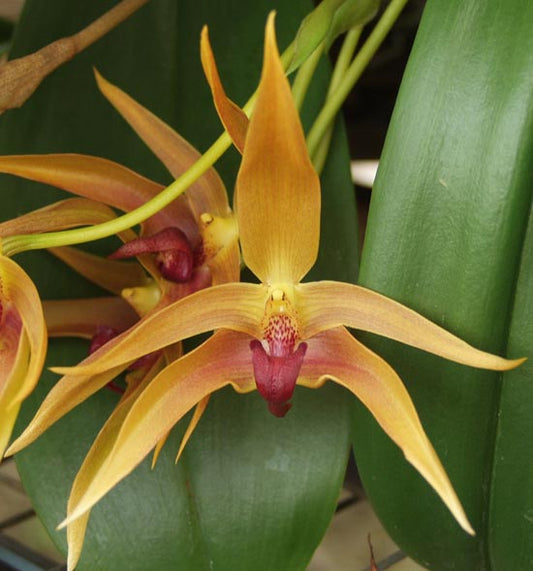 Rare Bulbophyllum Frank Smith Comes in 4" Pot