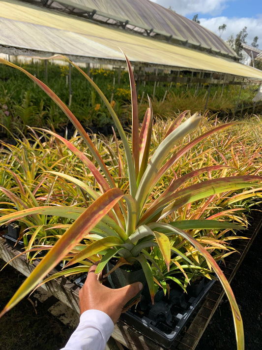 White Pineapple - White Hawaiian Pineapple Non Acidic Super Sweet Comes in 4" Pot