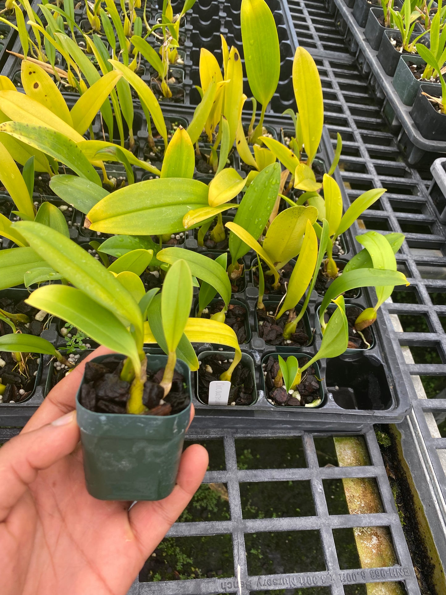 Bulbophyllum Cocoinum 'The Coconut Bulbophyllum' Coconut fragrance