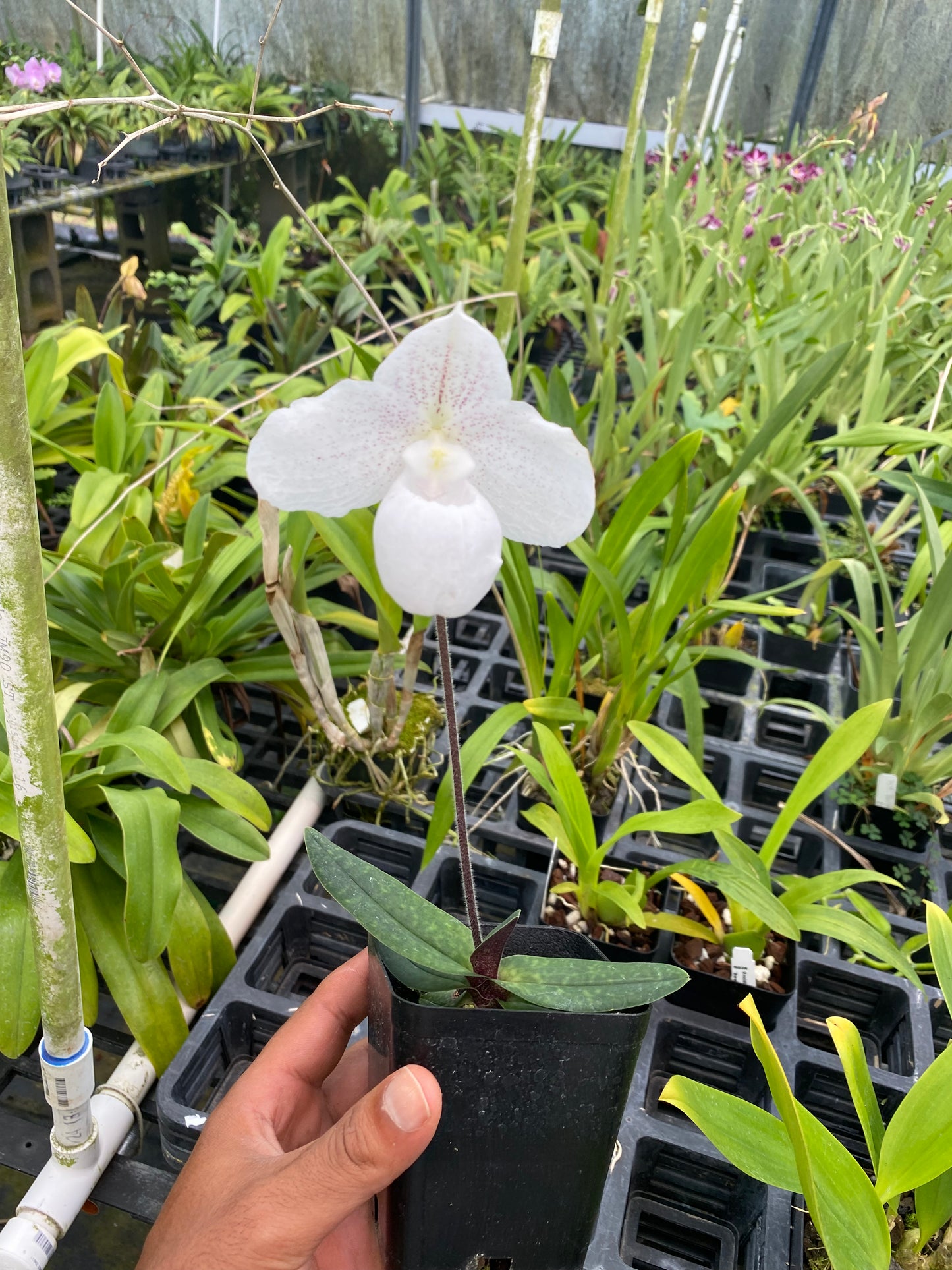 Live Paphiopedilum Niveum x Sib ( hshyng x tan san ) Rare Plant 4" Pot Blooming Size from Hawaii