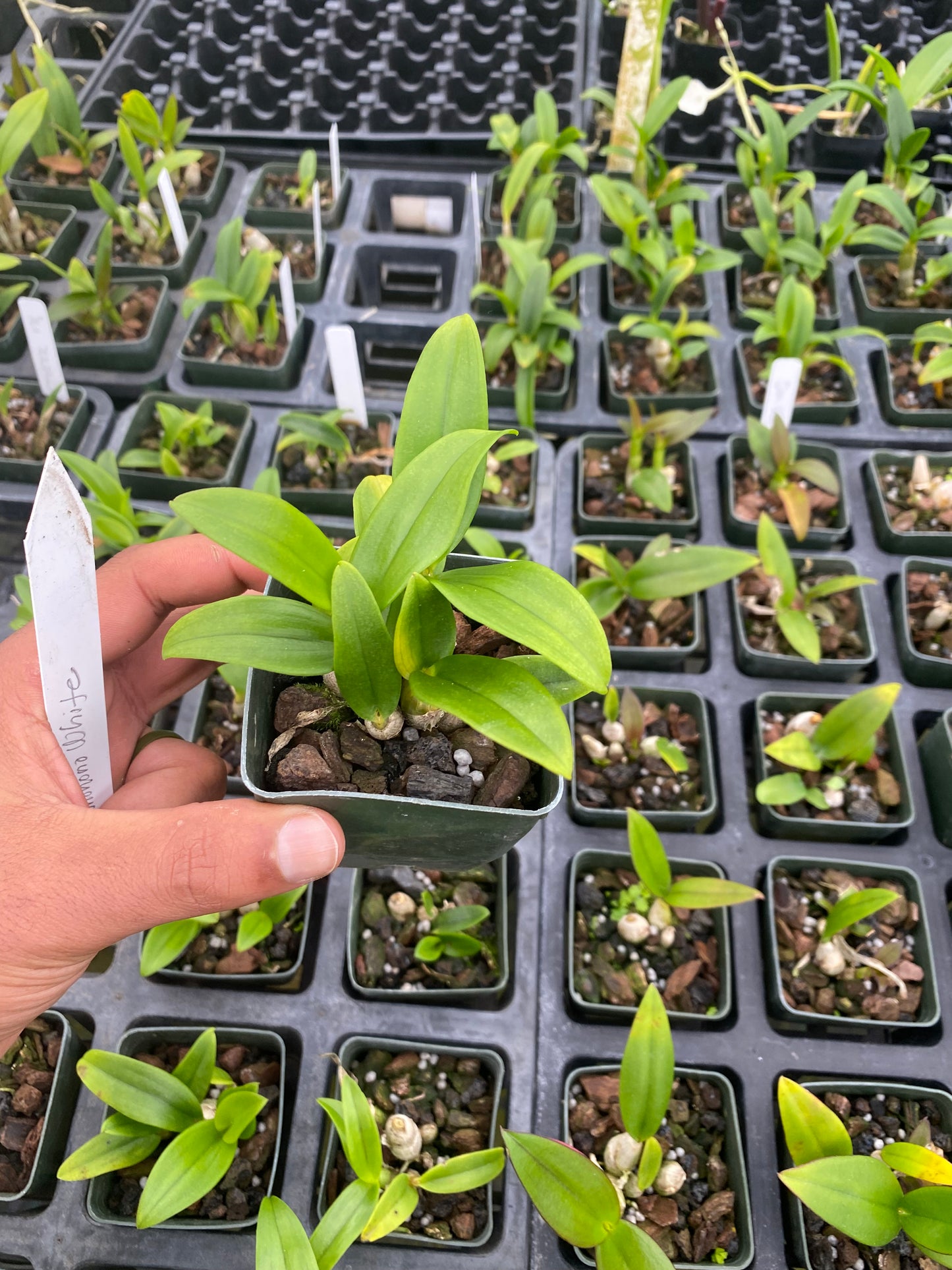 Dendrobium Full Moon 'White' They Come In A 3" Pots