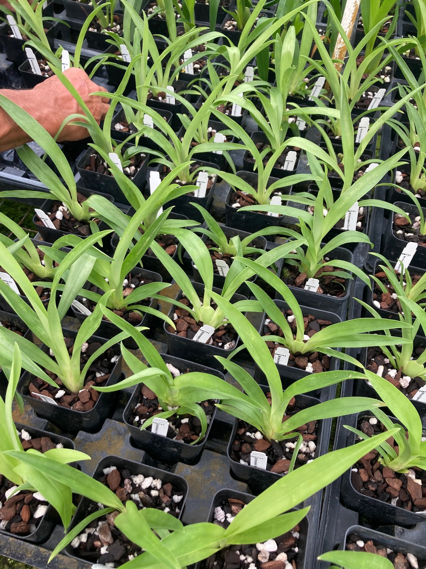 Miltoniopsis Sunglow ‘Amazing’ Easy to grow, White flowers, Fragrant From Hawaii