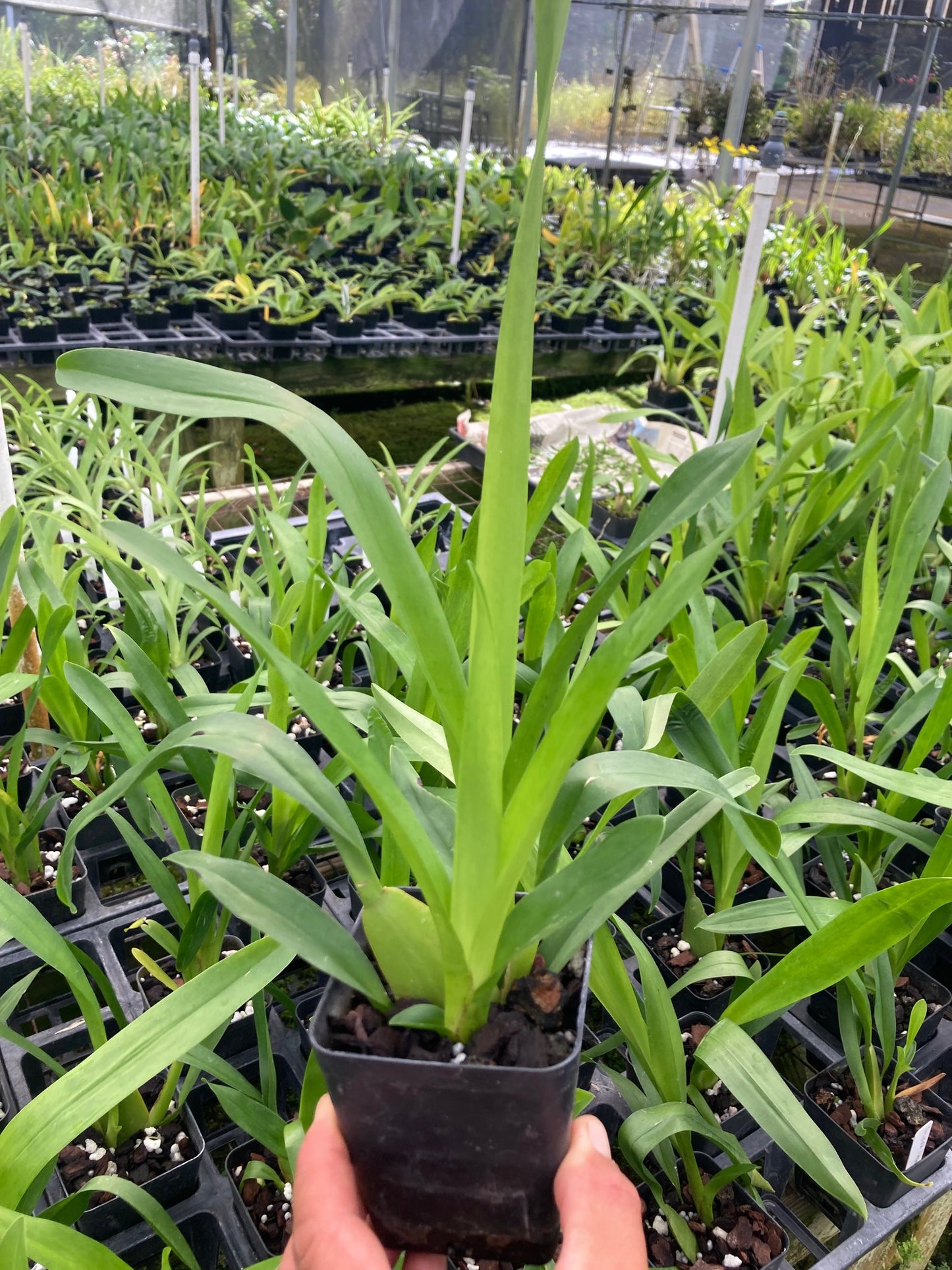 Oncidioda Jimbo 'Swarm' Orchid, Fragrant Flowers, Live Plant From Hawaii - Aloha Hawaii Orchids