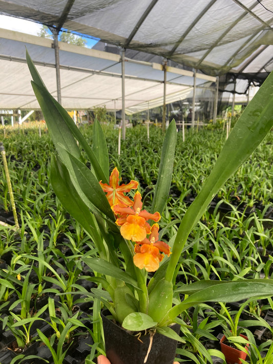 Odontocidium Catatante 'Sun King' Comes in 4" Pot