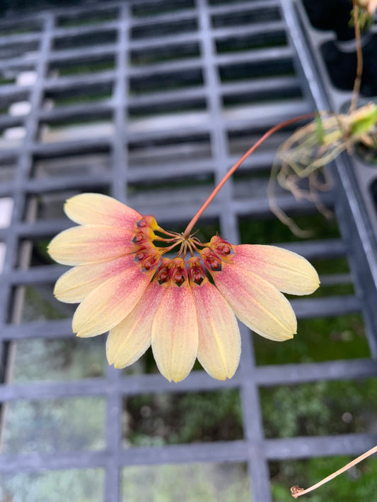 Bulb. Daisy Chain ( Makoyanum x Cumingii ) 4"