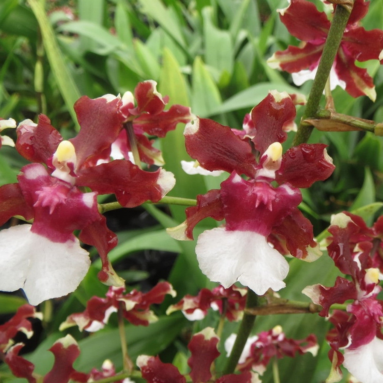 Oncidium Aka Baby 'Raspberry Chocolate' Comes in 4" Pot