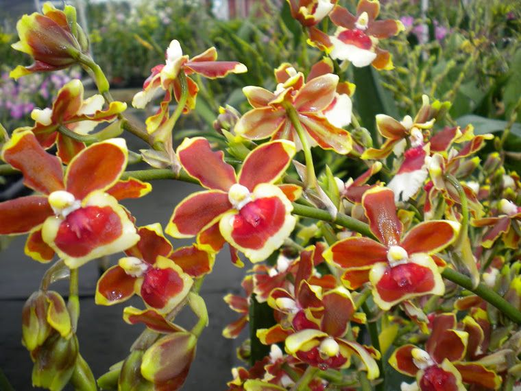 Oncidioda Jimbo 'Swarm' Orchid, Fragrant Flowers, Live Plant From Hawaii - Aloha Hawaii Orchids