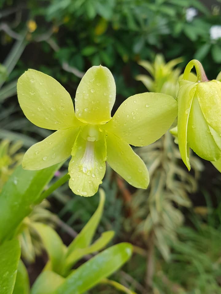 Dendrobium Aridang Green 4" Pot Blooming size