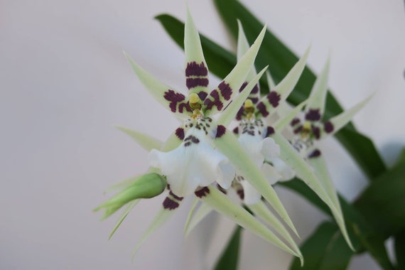 Miltassia Phoenix Rising ‘White Light’ Comes in 4" Pot