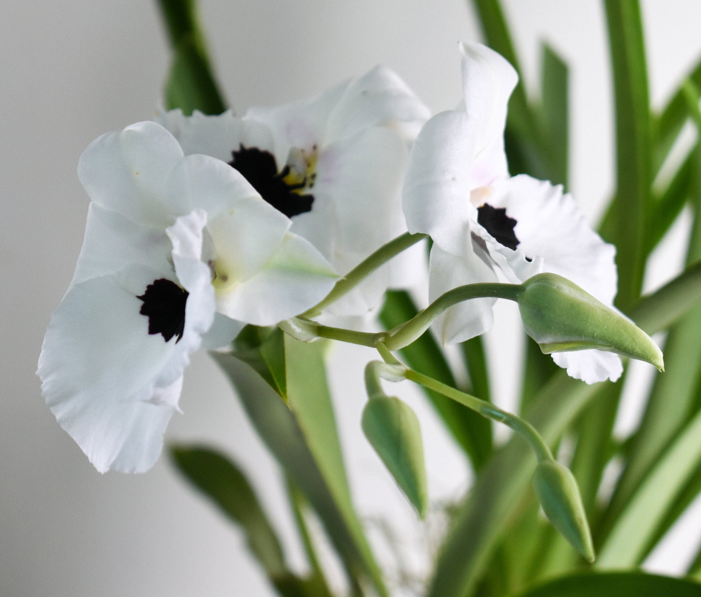 Miltoniopsis Lillian Nakamoto 'Tanto', 4" pots, blooming size, Light Rose Fragrance