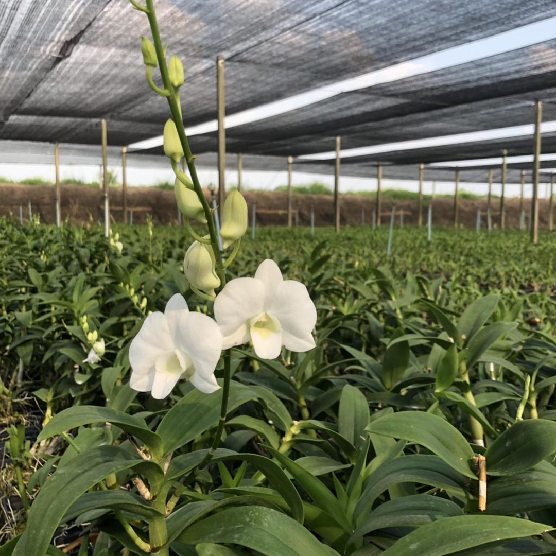 Den Supanburi White x Burana White Orchid Comes in 4" pot - Aloha Hawaii Orchids