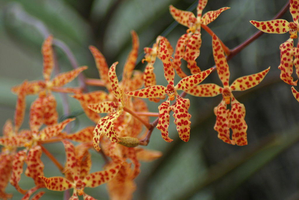 Renanthera Monachica